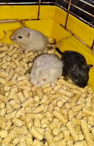 Esquilos da Mongólia/Gerbil (Vendas acima de 5 unidades)