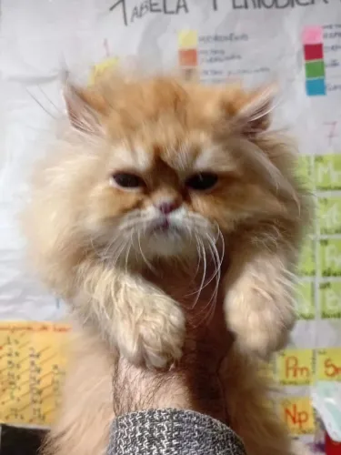 Gato persa filhotes