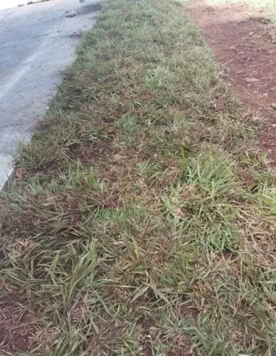Grama São Carlos Melhor Escolha Para Seu Jardim