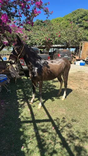 2 BURRO CALÇADO A VENDA!