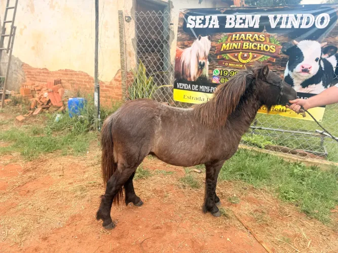 Mini pônei 
