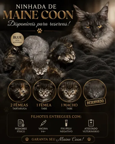Filhotes linhagem amaricano