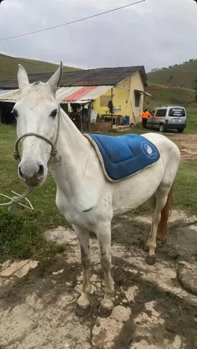 Égua tordilha registrada