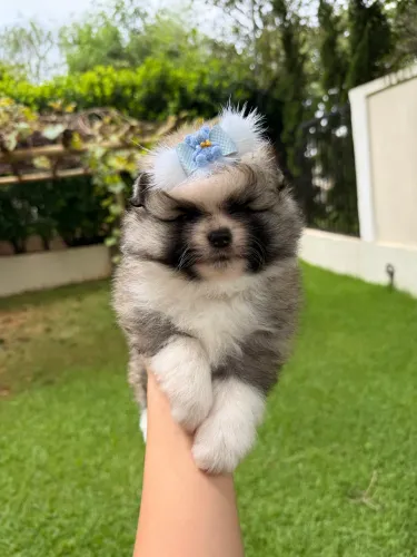 Spitz alemão Partcolor Laranja 