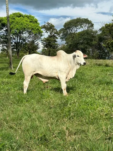 Venda de touros PO 