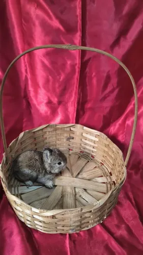 Mini coelhos