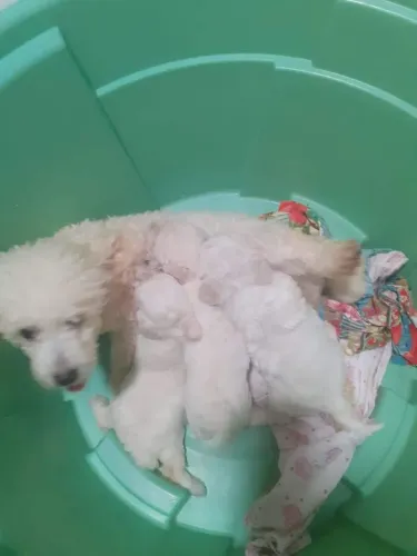 Poodle ? toy