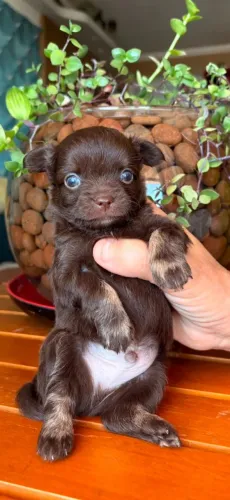 Chihuahua PL Chocolate Linhagem russa
