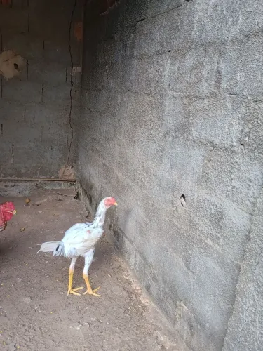 Frango índio gigante