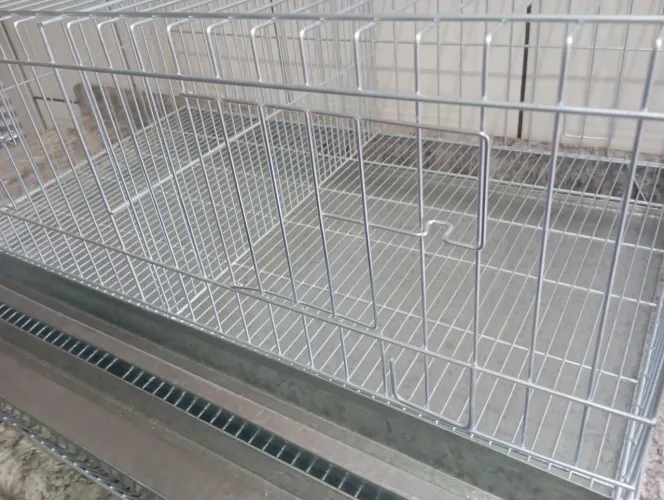 Gaiola Codorna Gigante Poedeira Viveiro 20 aves.