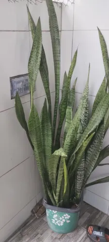 espada de são Jorge 