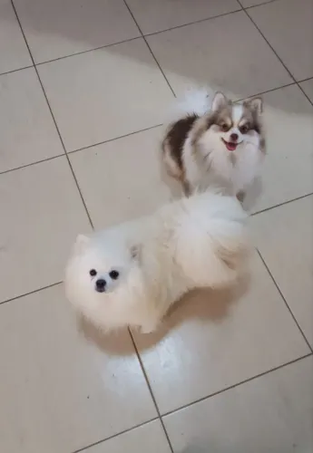 Spitz alemão