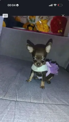 Pinscher 00 Adestrados 