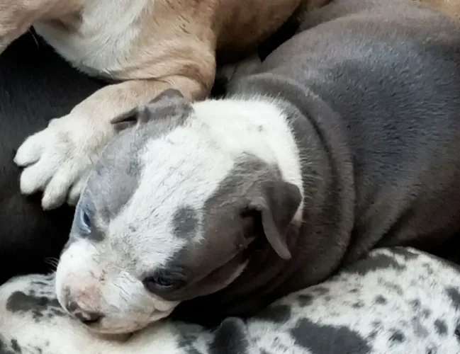 Pit Monsters merle.