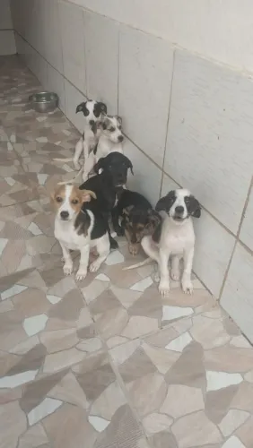 Filhotes pra doação 3 meses .