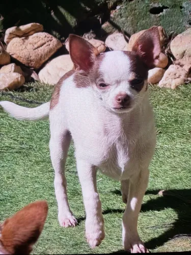 Vende se filhote de chihuahua