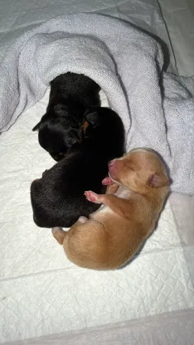 PINSCHER MINI
