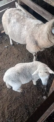 Ovelha com cria
