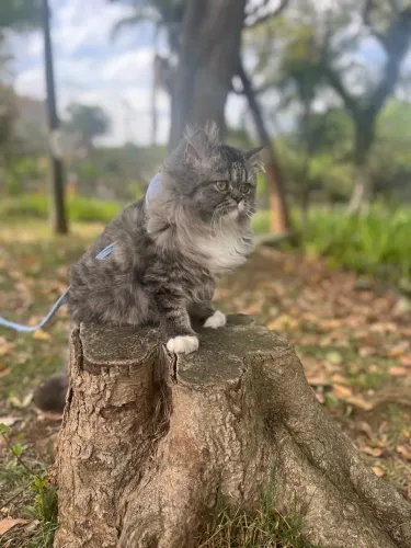 Gato Macho Persa para Cruzar - Santo André/SP