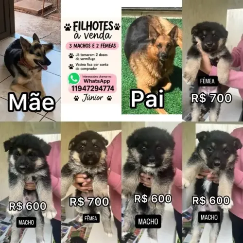 Filhotes de Pastor Alemão 