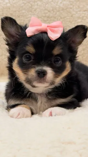 Chihuahua fêmea. Uma doçura de filhote!