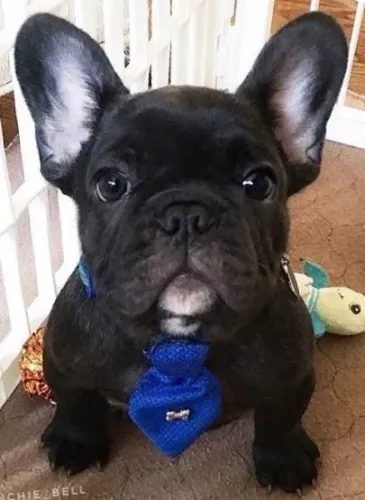 Bulldog Francês