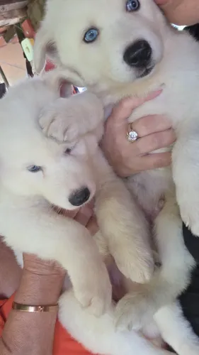 Filhotes de Husky ( macho/Femea)