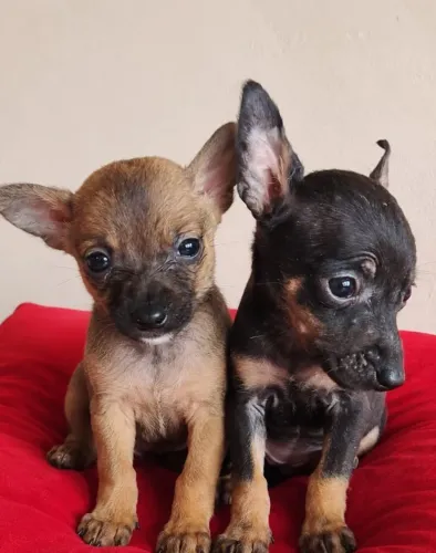 Pincher n 0 macho 