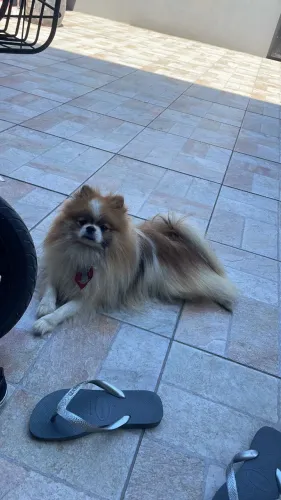 Cachorro