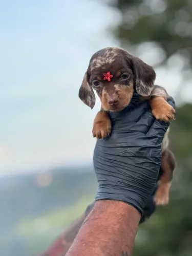 Dachshund Arlequim Disponível por tempo limitado 