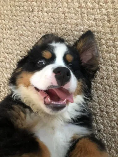 Bernese Mountain Um amigo que cura saudades