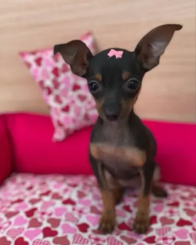 Filhotes de Pinscher 00 