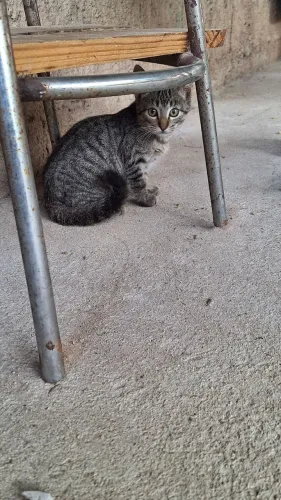 Doação de gatinhos 3 meses 