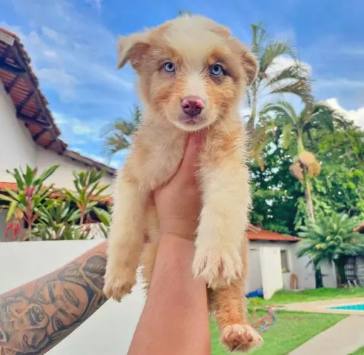 FIlhotes Pastor Australiano com Pedigree