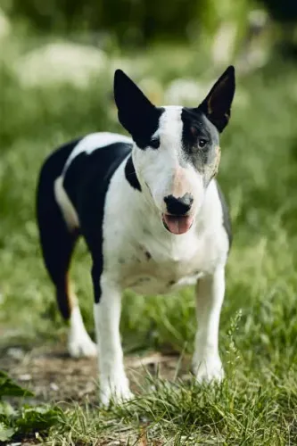 ? Ninhada de Bull Terrier | Reserve Seu Novo Melhor Amigo