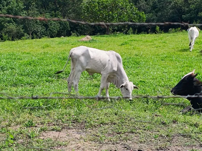 Vaga de caseiro