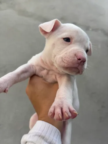 Filhote de Pitbull fêmea 