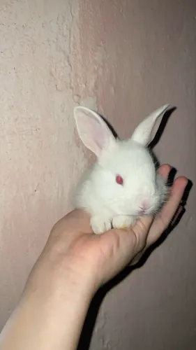 Coelhos