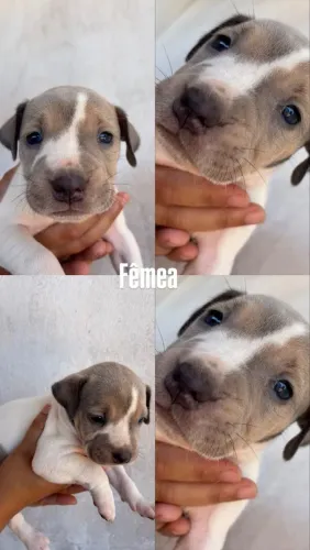 Pitbull