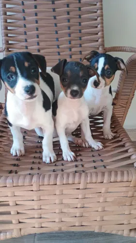 Vendo filhote Fox paulistinha 