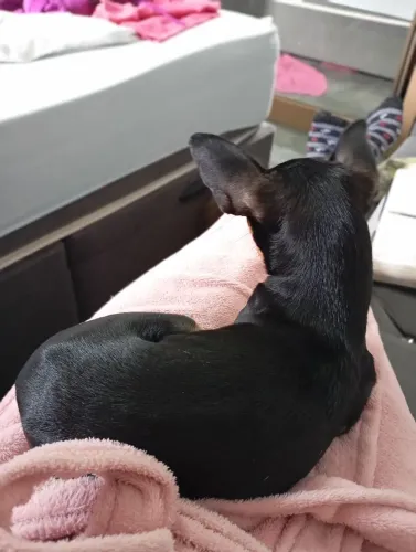 Fêmea pinscher + filhote 