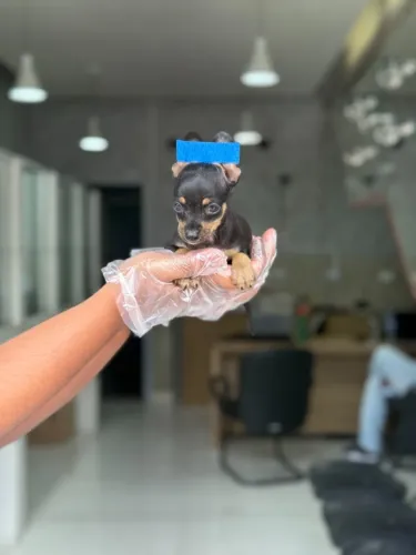 Pinscher Miniatura Cheio de Personalidade ? | 1ª Vacina + Garantia