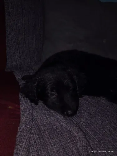 Cachorro