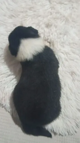 Pet