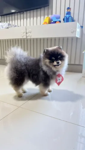 Spitz alemão filhote