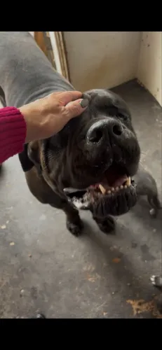 Filhotes De Cane Corso com Pedigree 2 Meses.