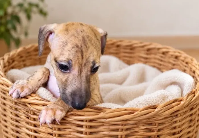  Galgo italiano - cachorro
