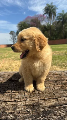 Filhotes de Golden
