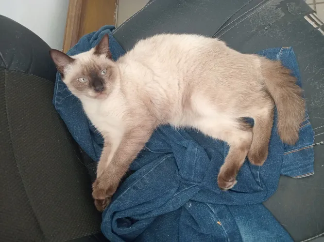 Gatas pra adoção