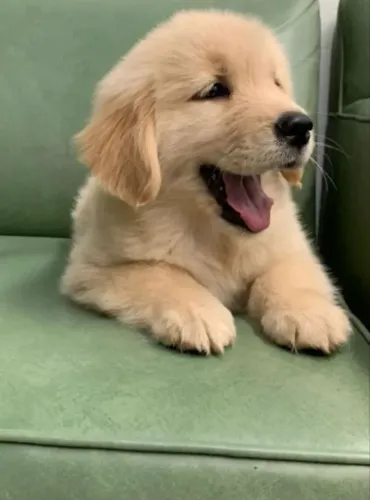 Golden Retriever para sua família